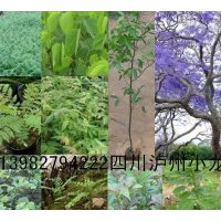 供藍(lán)花楹、桂花、搖錢(qián)樹(shù)、銀杏、黃花槐一年生小苗千萬(wàn)顆以及種子