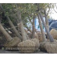 長期供應5---40銀杏樹