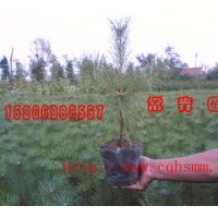 大量低價供應(yīng)樟子松苗