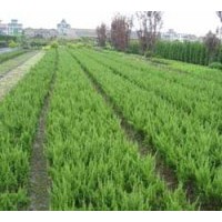 供應(yīng)小龍柏，側(cè)柏，小葉黃楊，大葉黃楊