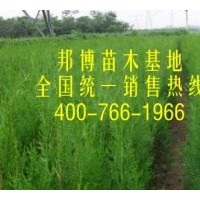 低價直供大量側(cè)柏苗、側(cè)柏容器袋苗