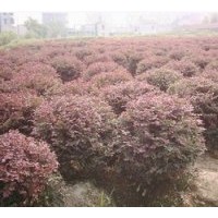 出售紅花繼木球 產(chǎn)品遠銷全國各個省市