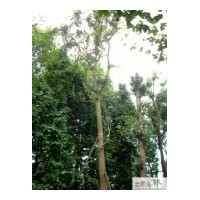 成都樸樹(shù)喬木 成都樸樹(shù)苗木批發(fā)