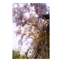 供應(yīng)爬山虎 常春藤 紫藤 三葉地錦，五葉地錦 凌宵