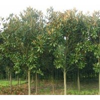 低價直銷：桂花、杜英、 廣玉蘭、雪松、四季桂、深山含笑、紅花