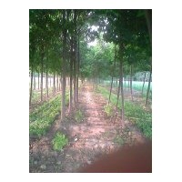 基地供應(yīng)；楸樹(shù)、欒樹(shù)、合歡、國(guó)槐、大葉女貞、法桐、青桐、北海