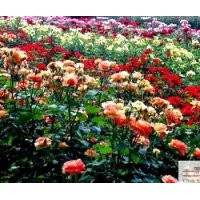 成都苗圃低價薔薇 工程用苗