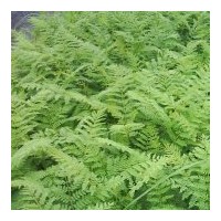 出售藍花楹、細葉紫薇、大葉紫薇、降香黃檀、細葉榕、水蒲桃