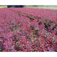 供紅葉小檗 枝細(xì)密而有刺。春季開小黃花