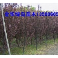 供紅葉李