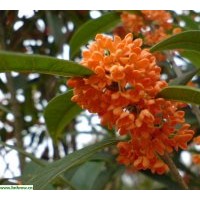 供應綠化苗木：樂昌含笑、櫻花、紫薇