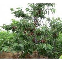 供應成都低價苗木櫻桃胸徑5-6公分
