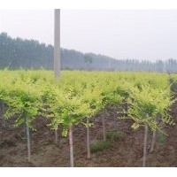 出售金葉榆 金葉國(guó)槐、金葉榆、金枝龍爪槐、千頭椿、欒樹、國(guó)槐