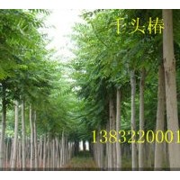供千頭椿|碧桃|速生柳