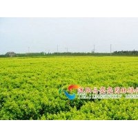 供應(yīng)小葉黃楊，瓜子黃楊，瓜子黃楊球,豆辨黃楊