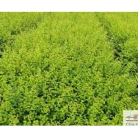 苗圃金葉女貞苗木高度：30-40公分