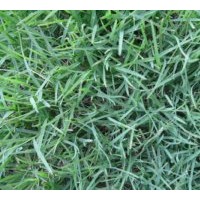 大量低價供應(yīng)各種草坪：馬尼拉草坪，高羊茅草坪，矮生百慕達(dá)草坪