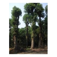湖南香樟香泡基地的供應信息