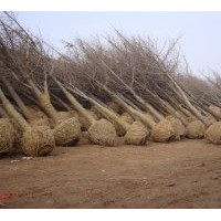 華泰銀杏樹苗木基地最新苗木價(jià)格
