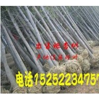 基地供應(yīng)2到60工分銀杏樹