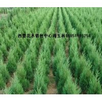 供應(yīng)蜀檜