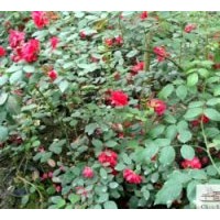 供應(yīng)成都月季和豐花月季