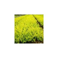 供3-4公分白臘2000棵６元上車
