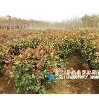 出售紅葉石楠，紅葉石楠球