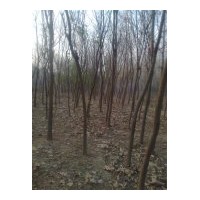 供應15-35公分國槐