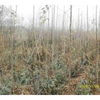 大量供應(yīng)唐山刺槐、臭椿