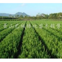常年可供應(yīng)金邊黃楊、金葉女貞、紅花繼木、八角金盤、紫薇、夾竹