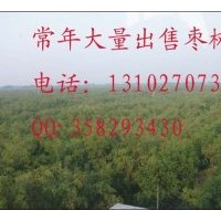 出售棗樹