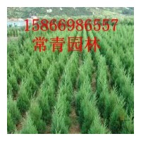 出售30公分-100公分側(cè)柏苗