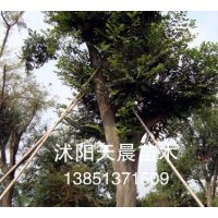 供應(yīng)特價(jià)樸樹