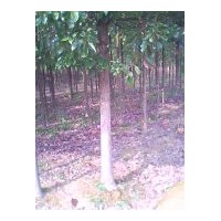 供應香樟苖及5-15公分原生香樟