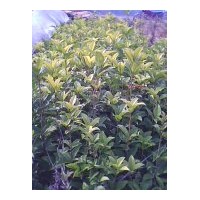 供應(yīng)桂花小苗
