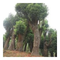 苗木供應(yīng)商；湖南香樟