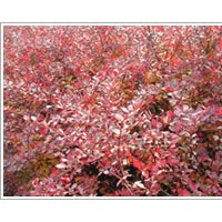 供應(yīng)冬青，扶芳藤，衛(wèi)矛，金葉女貞，紅葉小檗