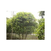 出售地籠桂花