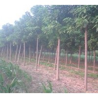 基地供應(yīng)；楸樹(shù)、欒樹(shù)、合歡、國(guó)槐、大葉女貞、法桐、青桐、北海