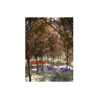 供紅葉李 紅楓，三角楓，重陽木，黃連木，含笑，美人梅，海桐球