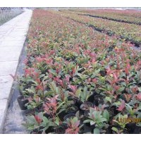 供應(yīng) 紅葉石楠 桂花