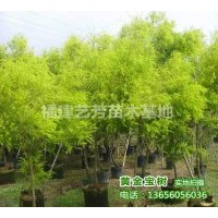 批發(fā)供應(yīng)黃金寶樹(shù)，黃金香柳，千層金