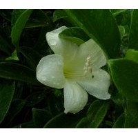 非洲茉莉供應 球形非洲茉莉苗木 綠化工程苗木