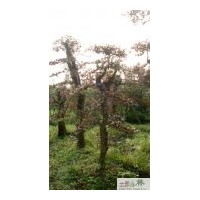 供應紅繼木 大量批發(fā)紅繼木苗圃苗
