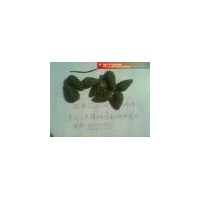 供應(yīng)：樟子松塔。云杉塔大量。樟子松。云杉小苗千萬株