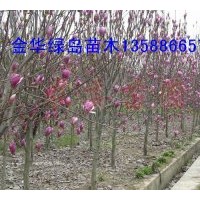 出售紅玉蘭