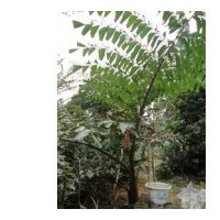 大量供應(yīng)董棕 桂花、樂昌含笑、擬單性木蘭、臭椿、香樟、火棘等