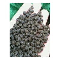 供應(yīng)紅豆杉種子