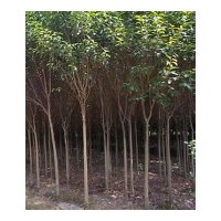 供應(yīng)湖北香樟樹、全冠香樟
